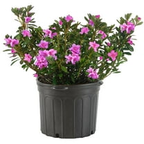 Azalea, Karen Live Shrub (2.25 Gallon)