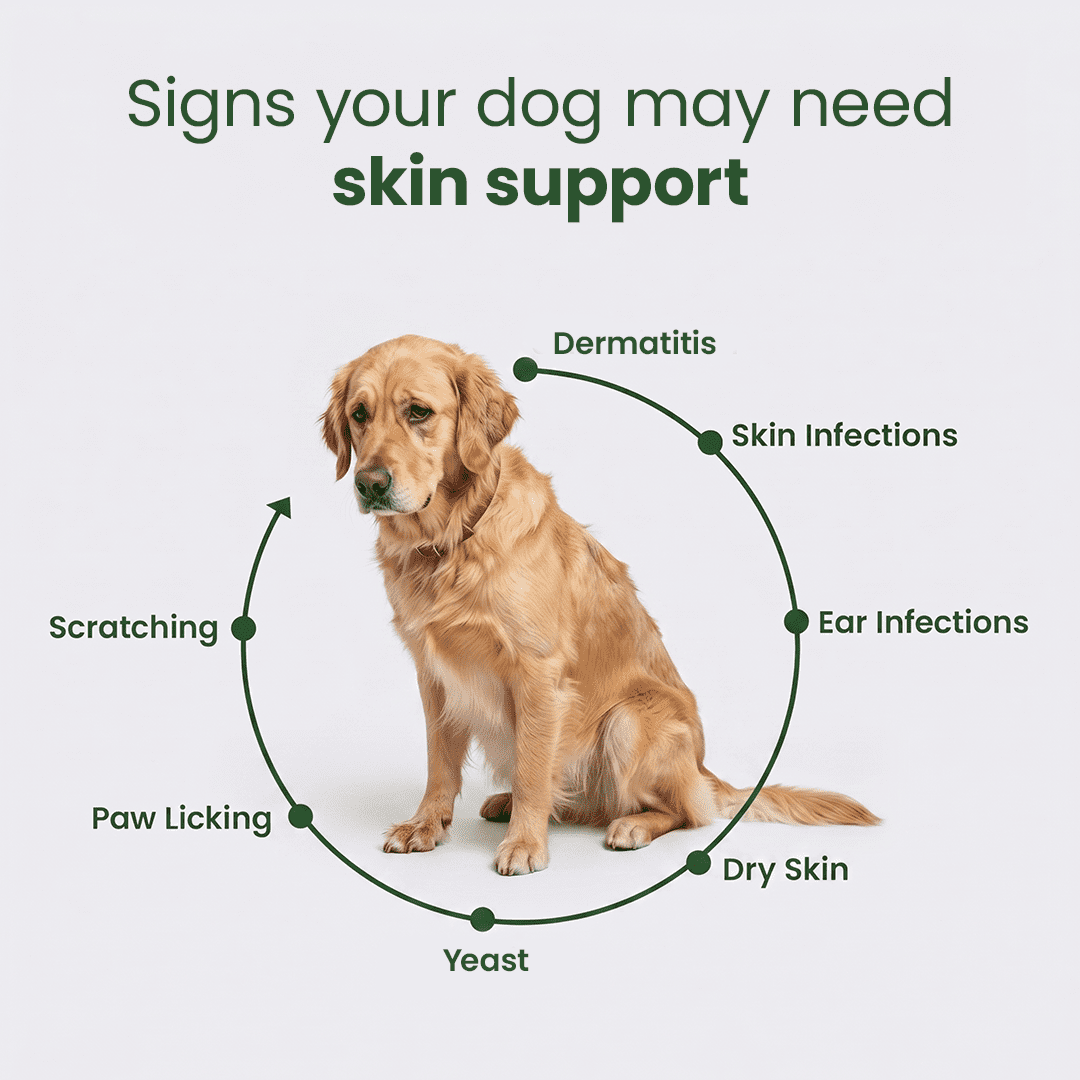 Aniwell DermaPrex Dog Itch Relief Chews | Vitamin E & Borage Oil | Anti Itch Dog Supplement | Seasonal Allergy & Itchy Skin Support | All Breeds