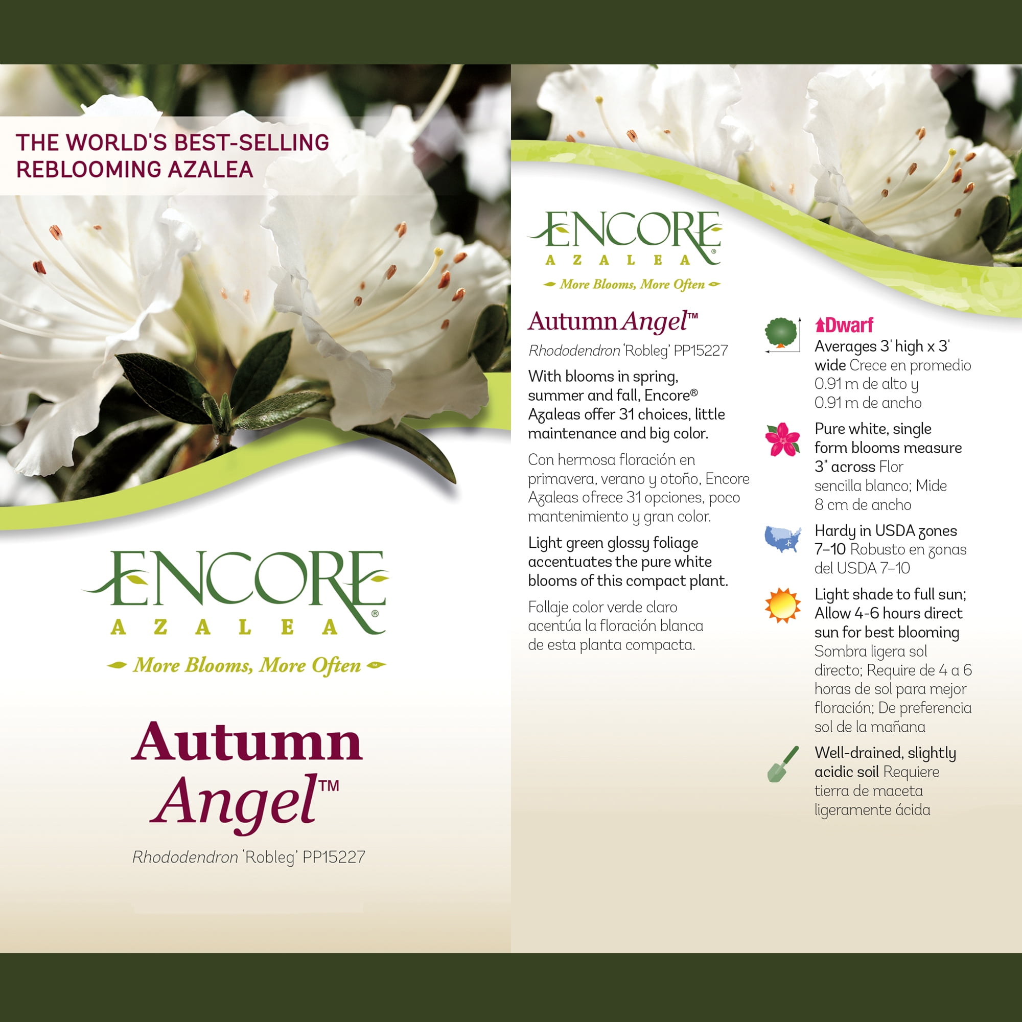 Encore Azalea Autumn Angel Live Shrubs