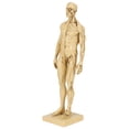 thumbnail image 3 of Resin Mannequin Human Muscle Model Male Body Anatomy Model for Sketching Teaching Home Office Decoration, 3 of 8