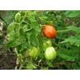 thumbnail image 5 of 500 ITALIAN ROMA TOMATO Lycopersicon Lycopersicum Fruit Vegetable Seeds, 5 of 5
