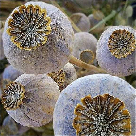 CZ Grain 500 Giant Poppy Plant Seeds, Ornamental Unique Flower