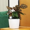 thumbnail image 2 of S SERENABLE Round Plastic Self Watering Flower Pot with Water Level Indicator Gauge White, 2 of 9