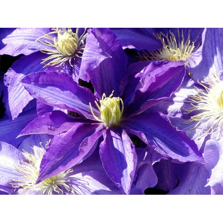 Canvas Print Clematis Bloom Purple Dark Purple Violet Stretched Canvas 10 x (Best Dark Purple Clematis)