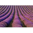 thumbnail image 2 of Zuckerman, Jim 32x23 Gold Ornate Wood Framed with Double Matting Museum Art Print Titled - France, Provence Region Orderly rows of lavender, 2 of 4