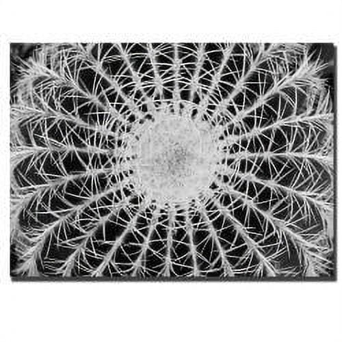 Trademark Art "Barrel Cactus" Canvas Art by Kurt Shaffer
