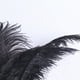 thumbnail image 3 of 10 Uds plumas de avestruz esponjosas plumas de fiesta de boda Feather30-35cm (negro) Ehuebsd  Libre de BPA, 3 of 8