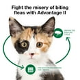 thumbnail image 4 of Advantage II Vet-Recommended Flea Prevention for Kittens & Cats 2-5 lbs, 2-Monthly Treatments, 4 of 8