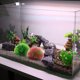 thumbnail image 5 of Nuevo paisajismo para peceras, decoraciones de plástico para peceras, bolas de flores artificiales y pajares., 5 of 5