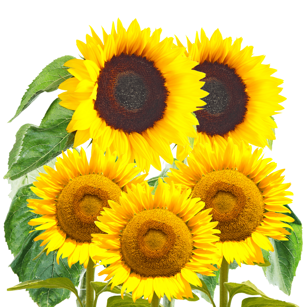 Sunflower Seeds for Planting - to Plant Giant Skyscraper & Mammoth Flowers!