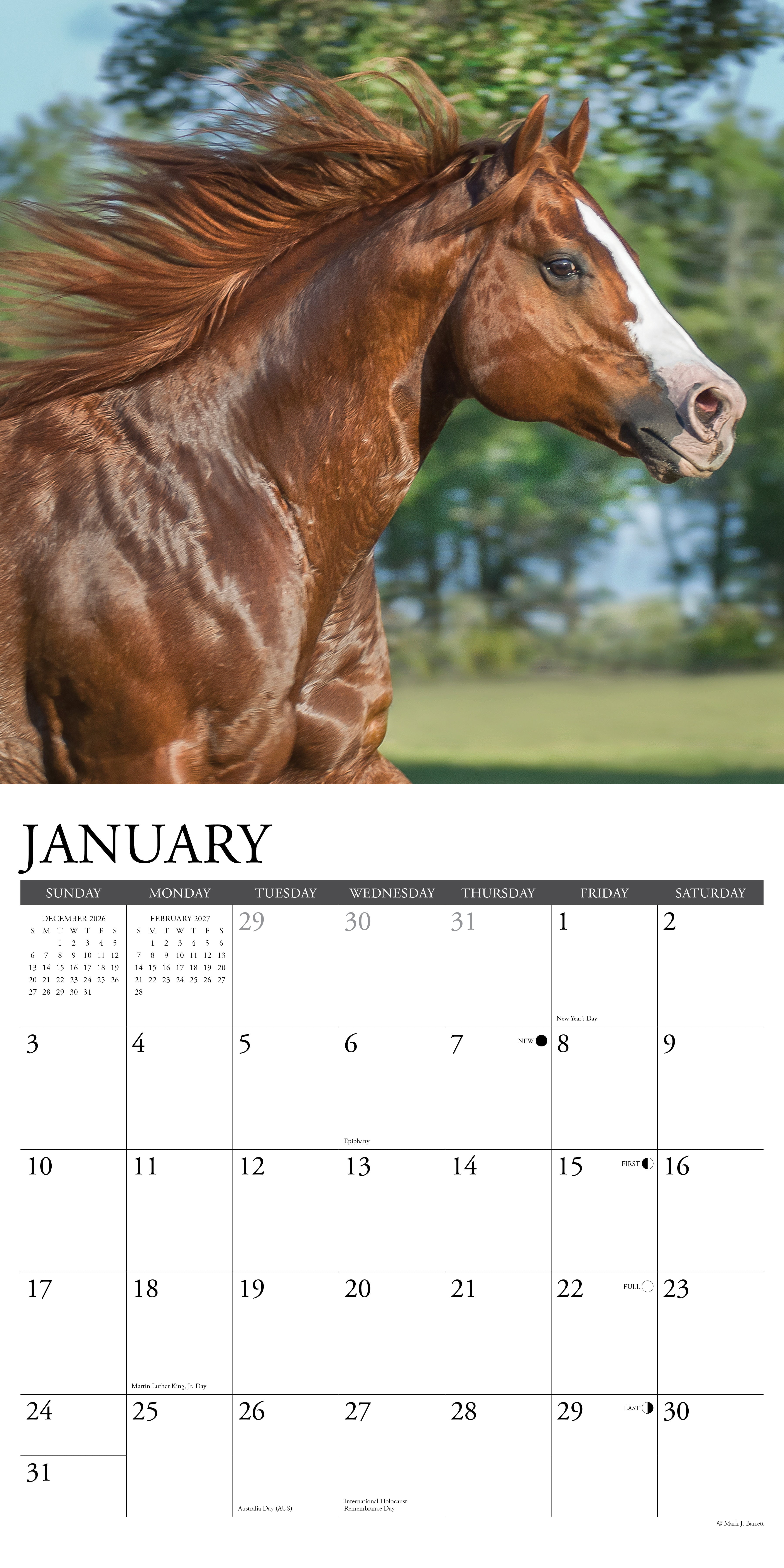 Willow Creek Press, American Quarter Horses 2027 Wall Calendar