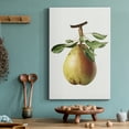 thumbnail image 6 of Vintage Pear Illustration II Premium Gallery Wrapped Canvas - Ready to Hang - 18 x 27, 6 of 9