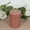 Beige, variant on Efavormart 12-Pack Unscented Pillar Candles – Dripless 3"x4" Blush Paraffin Wax with Smokeless Cotton Wicks, Clean & Long-Lasting Burn for Weddings, Home & Event Decor