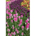 thumbnail image 2 of Shimlock, Jones 17x24 White Modern Wood Framed Museum Art Print Titled - USA, Washington Blooming tulips, 2 of 4