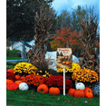 thumbnail image 2 of Eveokoki Vintage Pumpkin Patch Yard Sign 8x12inch Pumpkin Decor Fall Signs For Outdoor & Indoor Aluminum Lawn For Autumn Thanksgiving Ground Decorations, 2 of 4