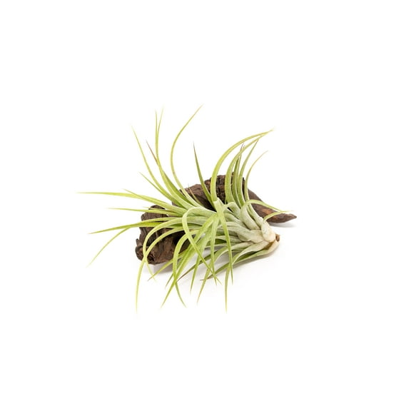 Large Air Plants Ionantha Victoriana 4 to 6 inch - Available in Wholesale and Bulk - Live Succulent House Plants - Home and Garden Decor - Easy Care Indoor and Outdoor Plants (Pack of 1)