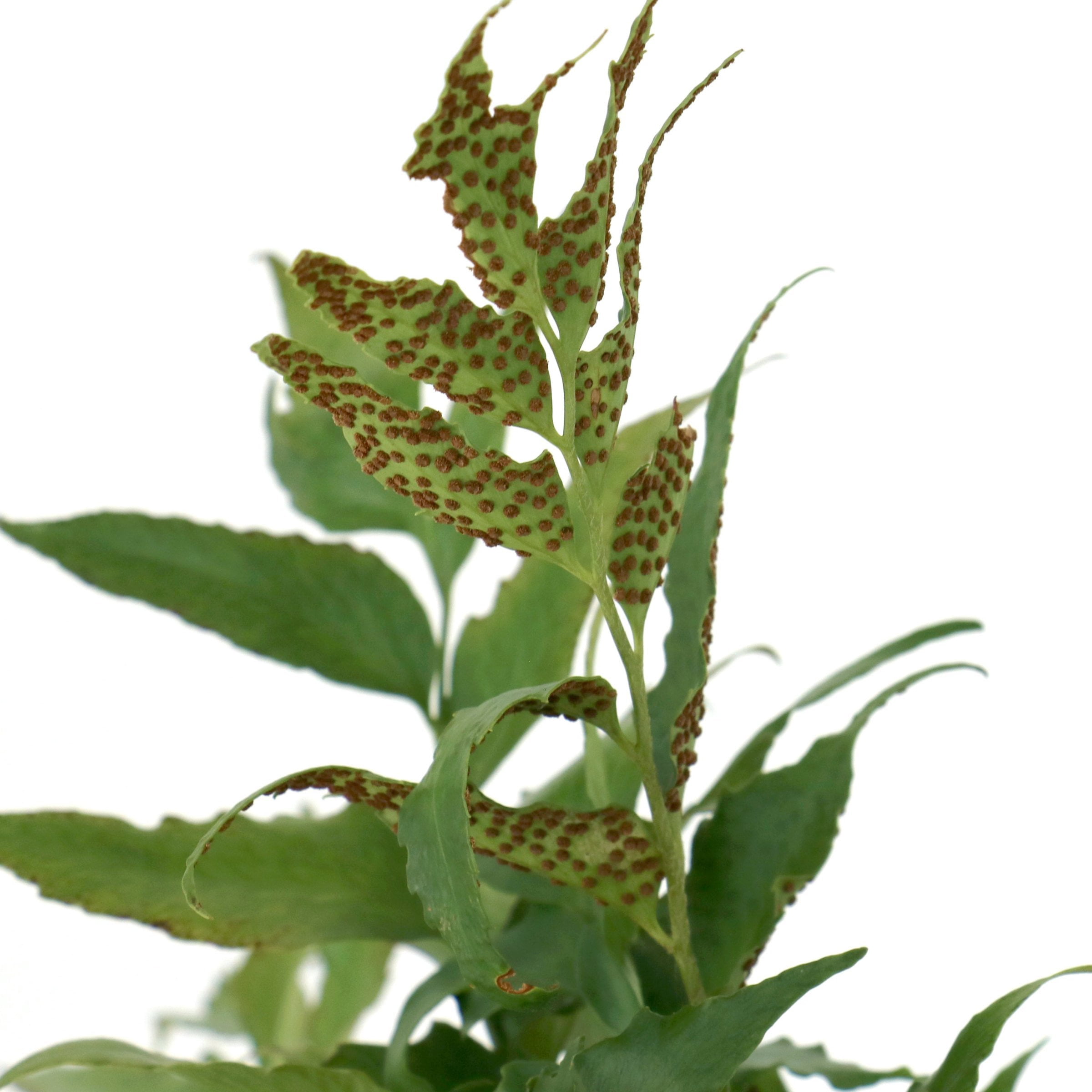 National Plant Network 1 gal. Holly Fern