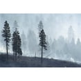 thumbnail image 2 of California Lassen National Forest View Of Trees Through Smoke From Burn Logged Forest Poster Print, 2 of 4