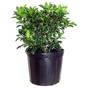 Sarah Mountain Laurel