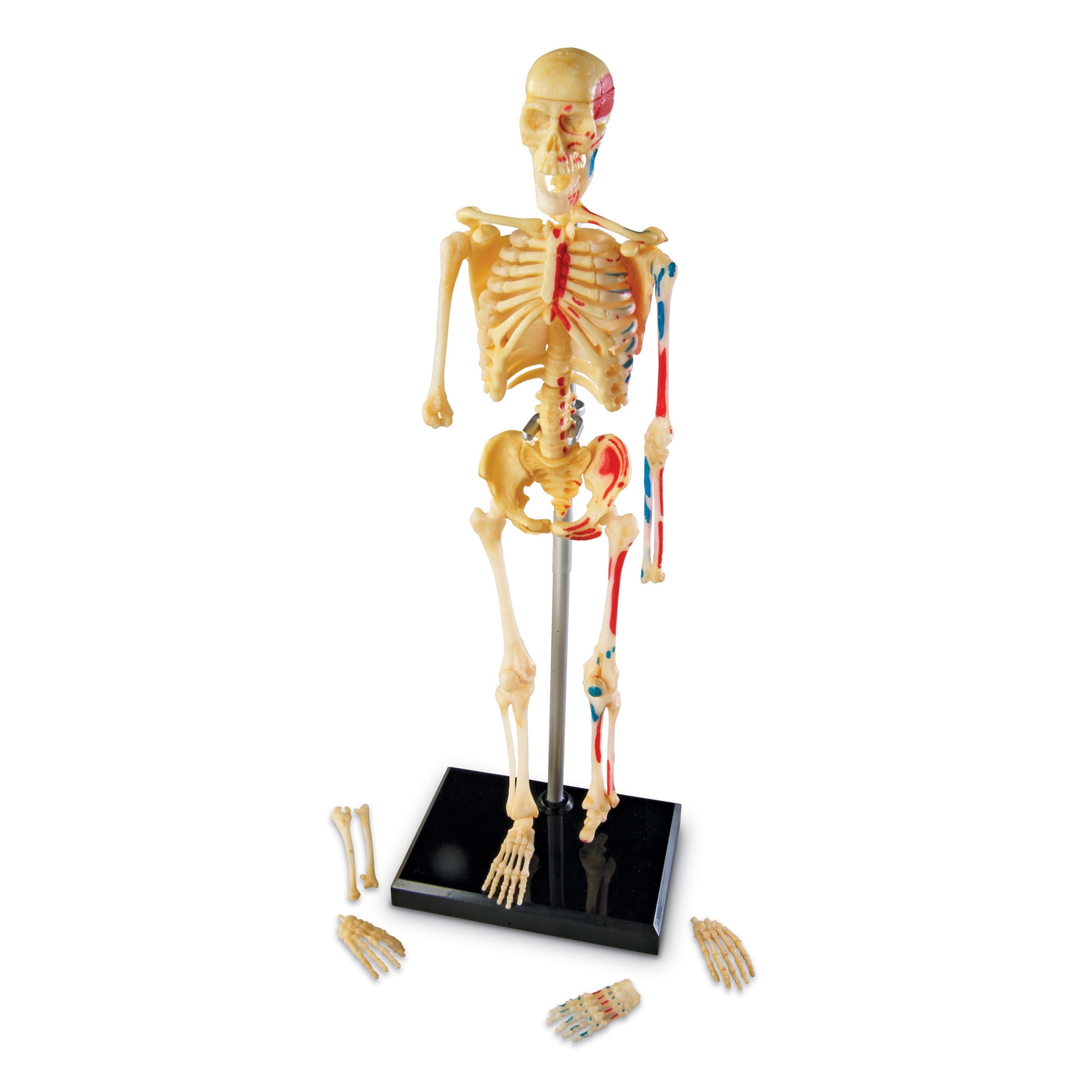 Learning Resources Skeleton Anatomy Model - Walmart.com