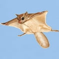thumbnail image 3 of CafePress - Flying Squirrel T Shirt - Men's Classic Graphic T-Shirt, 3 of 4