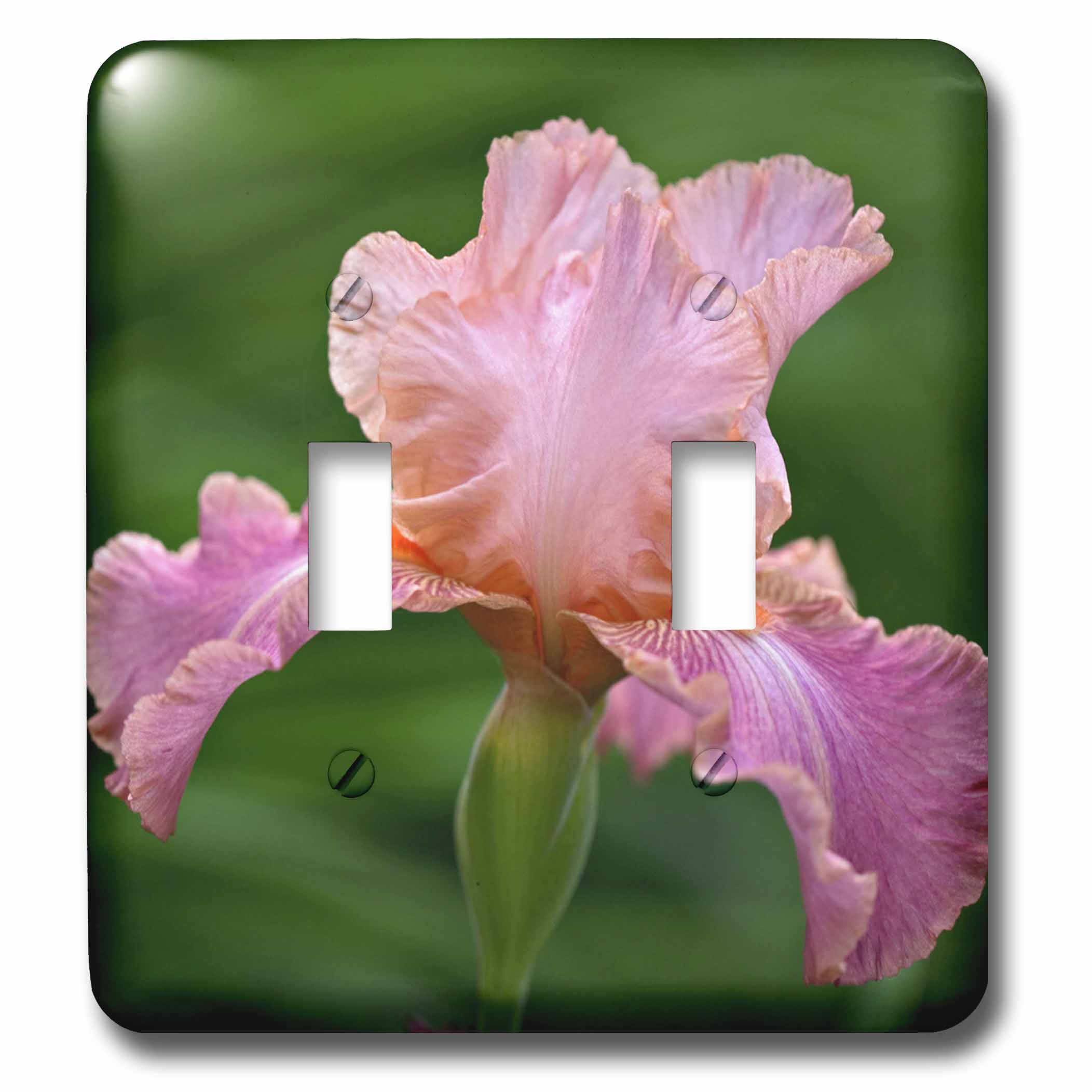 3dRose Hybrid Bearded Iris flower, Louisville, Kentucky NA01 AJE0110