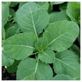 thumbnail image 3 of Everwilde Farms - 1 oz Early Jersey Wakefield Cabbage Seeds - Gold Vault Bulk Seed Packet, 3 of 3