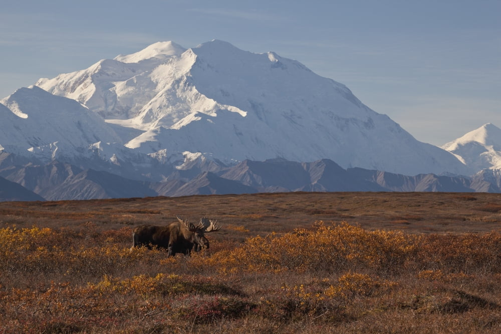 Moose (Alces alces) bull standing on ridge in shrub tundra with Denali and Alaska Range in the background Denali National Park and Preserve Interior Alaska Autumn Canvas Art - Gary Schultz Design Pic