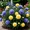 B, variant on Peony,Shade Plant for Gardens-Easy Grow-Low Maintenance-Ideal for Beds Borders, Plant Pots & Planters