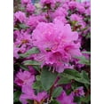 thumbnail image 4 of PJM Elite Rhododendron, 4 of 5