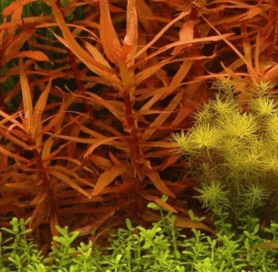 Ammania Gracilis Red Bunch Live Aquarium Plants – Freshwater Aquatic Stem Plant for Fish Tanks & Aquascaping