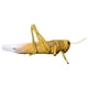 thumbnail image 4 of Modelo de langostas Hugo Material didáctico para biología 60 cm, 4 of 10