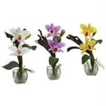 thumbnail image 1 of Ensemble d'Orchidées Mini Cattleya - Lot de 3, 1 of 1