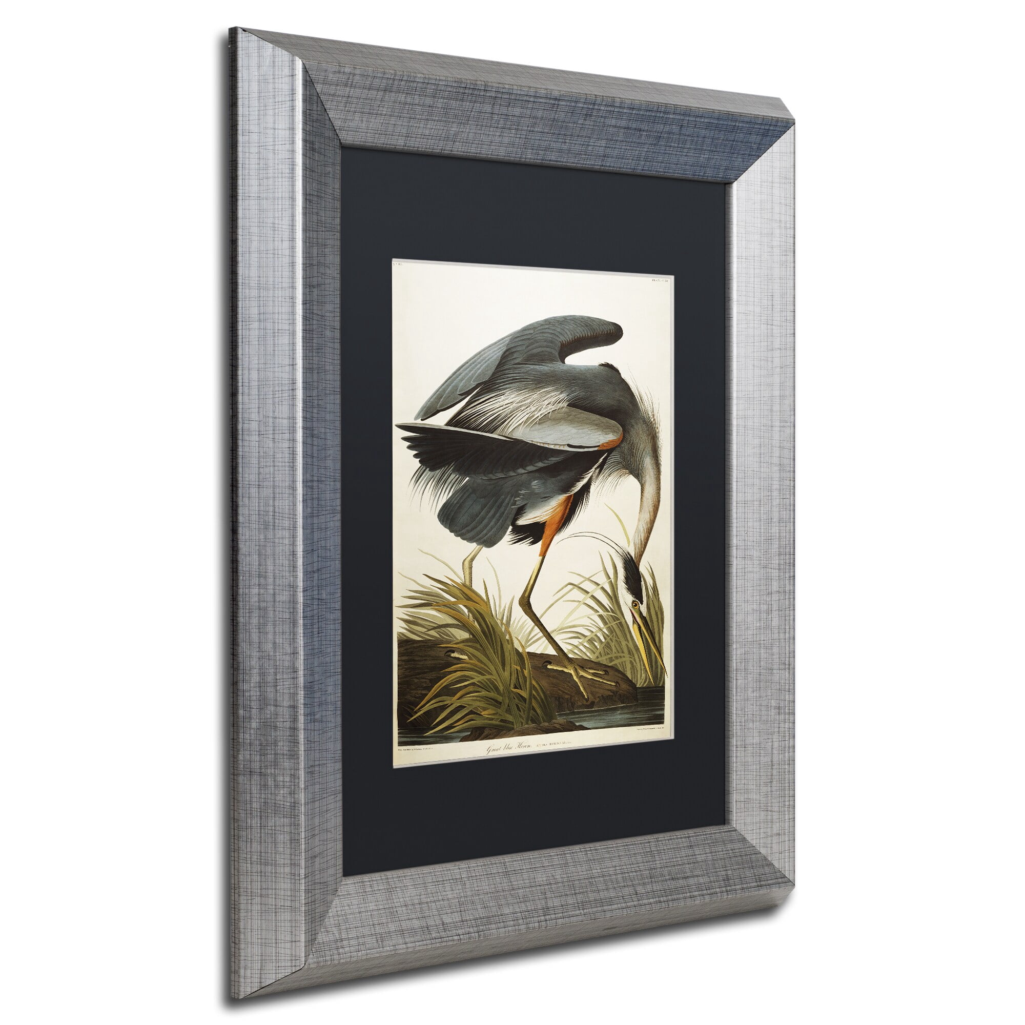 Trademark Fine Art "Great Blue Heron" Canvas Art by John James Audubon Black Matte, Silver Frame
