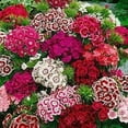thumbnail image 5 of Sweet William Dianthus Mix Flower Seeds, 1000 Flower Seeds Per Packet, Dianthus barbatus, 5 of 8