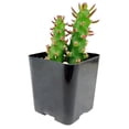thumbnail image 5 of Eve's Needle Cactus (2"+ Clay Pot) - Austrocylindropuntia subulata - Unique Shaped Cactus, 5 of 5