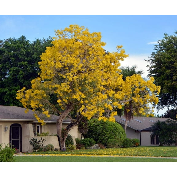 Yellow Tabebuia Trumpet Tree - Live Plant in a 3 Gallon Pot - Handroanthus Chrysanthus - Beautiful Flowering Tree