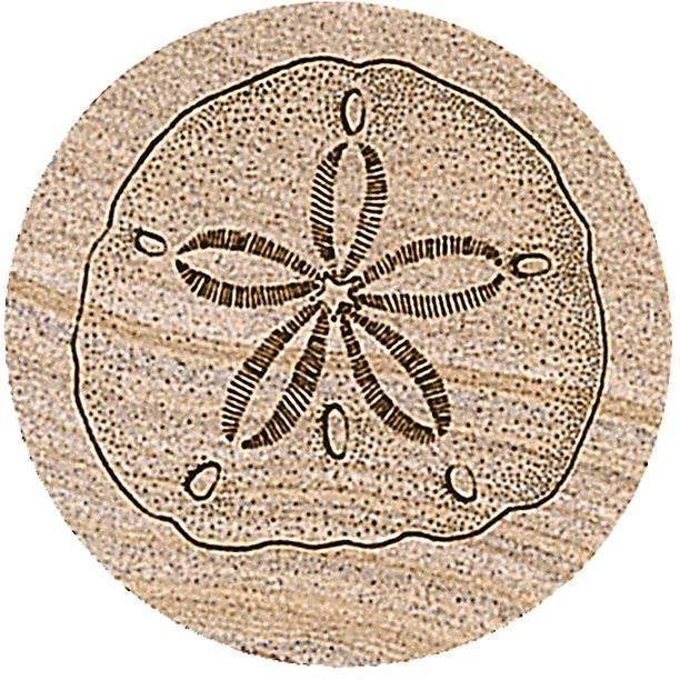 Thirstystone Drink Coasters Set, Sand Dollar