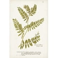 thumbnail image 2 of Unknown 23x32 White Modern Wood Framed Museum Art Print Titled - Nature Printed Ferns V, 2 of 4