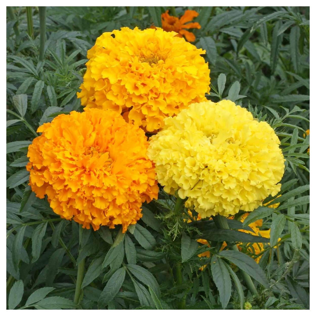 Everwilde Farms - 1 lb Crackerjack African Marigold Garden Flower Seeds - Gold Vault Bulk Seed Packet