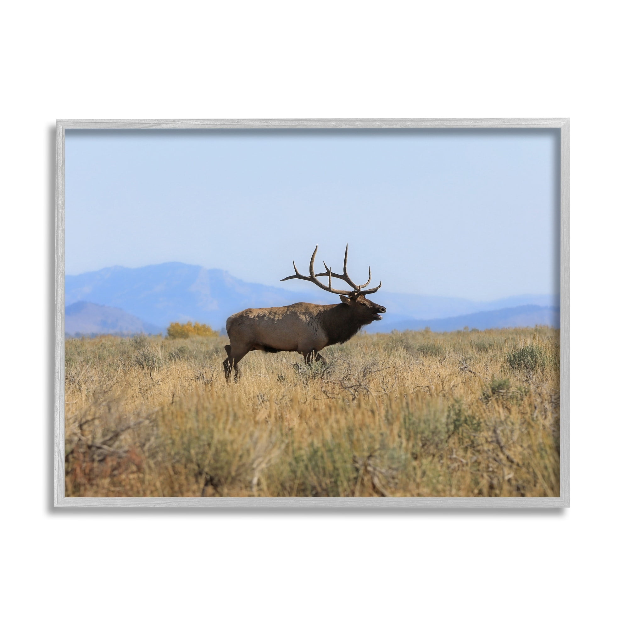 Stupell Industries Elk Grazing Pasture Grassland Blue Distant Mountains Framed Wall Art, 20 x 16, Design by Daniel Sproul