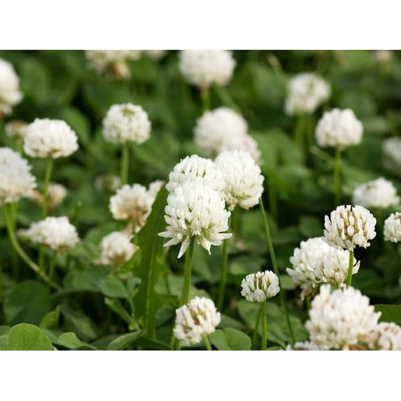 SHIQI-Perennial Green Miniclover Lawn Clover & Ground Cover Seeds, 3000 White Clover Seeds