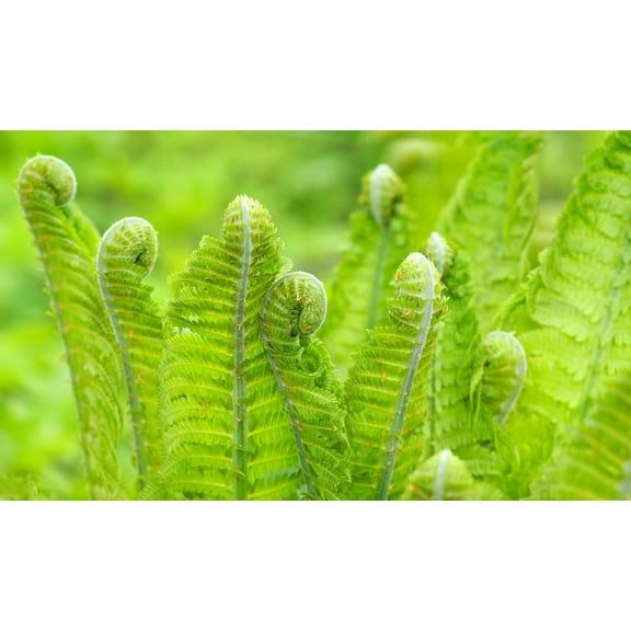 Ostrich Fern Plants for Growing, Fresh Rootstock, Very Attractive Perennail Fern (3 Plants)