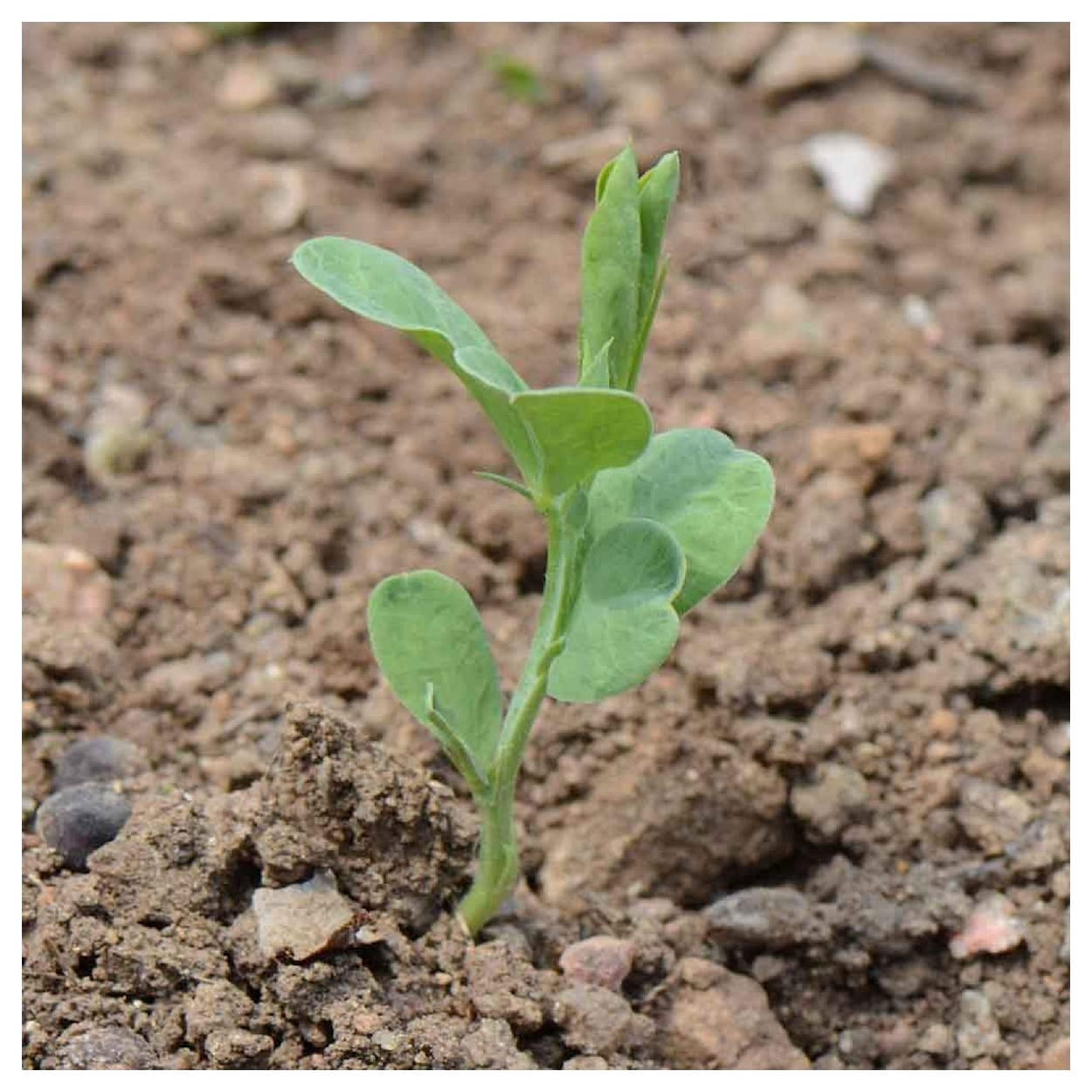 Everwilde Farms - 1 lb Knee High Mixed Sweet Pea Garden Flower Seeds - Gold Vault Bulk Seed Packet