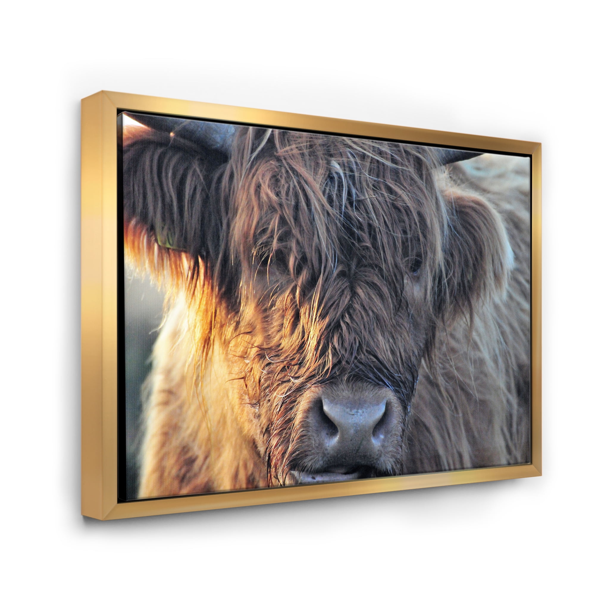Designart 'Close Up Of Scottish Cow On Moorland III' Farmhouse Framed Canvas Wall Art Print