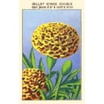 thumbnail image 2 of Double Gold Dwarf Golden Yellow a Center Brown carnation Poster Print by unknown (18 x 24), 2 of 4