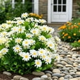 thumbnail image 4 of Outdoor Artificial Daisy Flowers UV Resistant Greenery Faux Shrub Bouquet for Hanging Planter Porch Garden Wedding Party Indoor Home Decor, 4 of 6