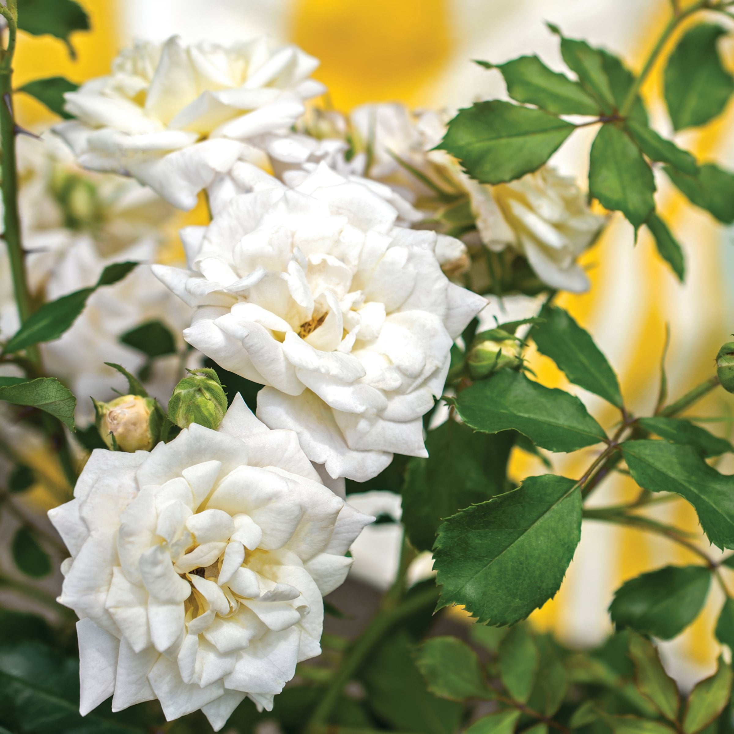 National Plant Network 3 gal Live Shrub Drift Rose White Full Sun with White Flowers