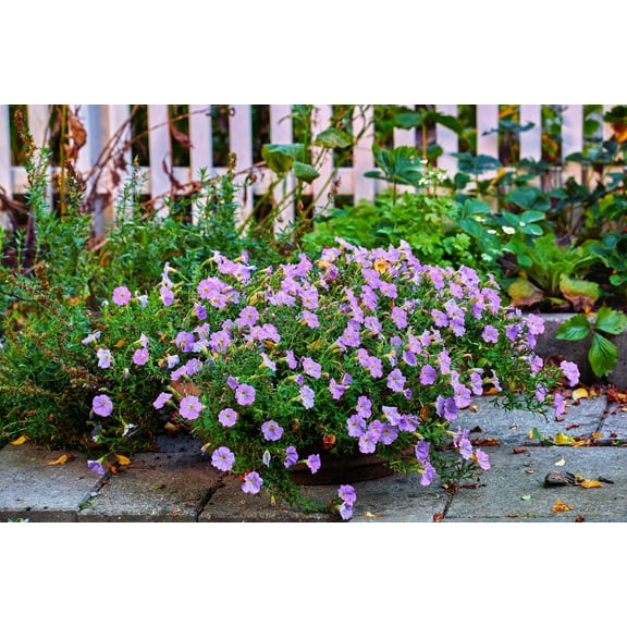 250 PURPLE Robe CUP FLOWER Nierembergia Hippomanica Caerulea Seeds