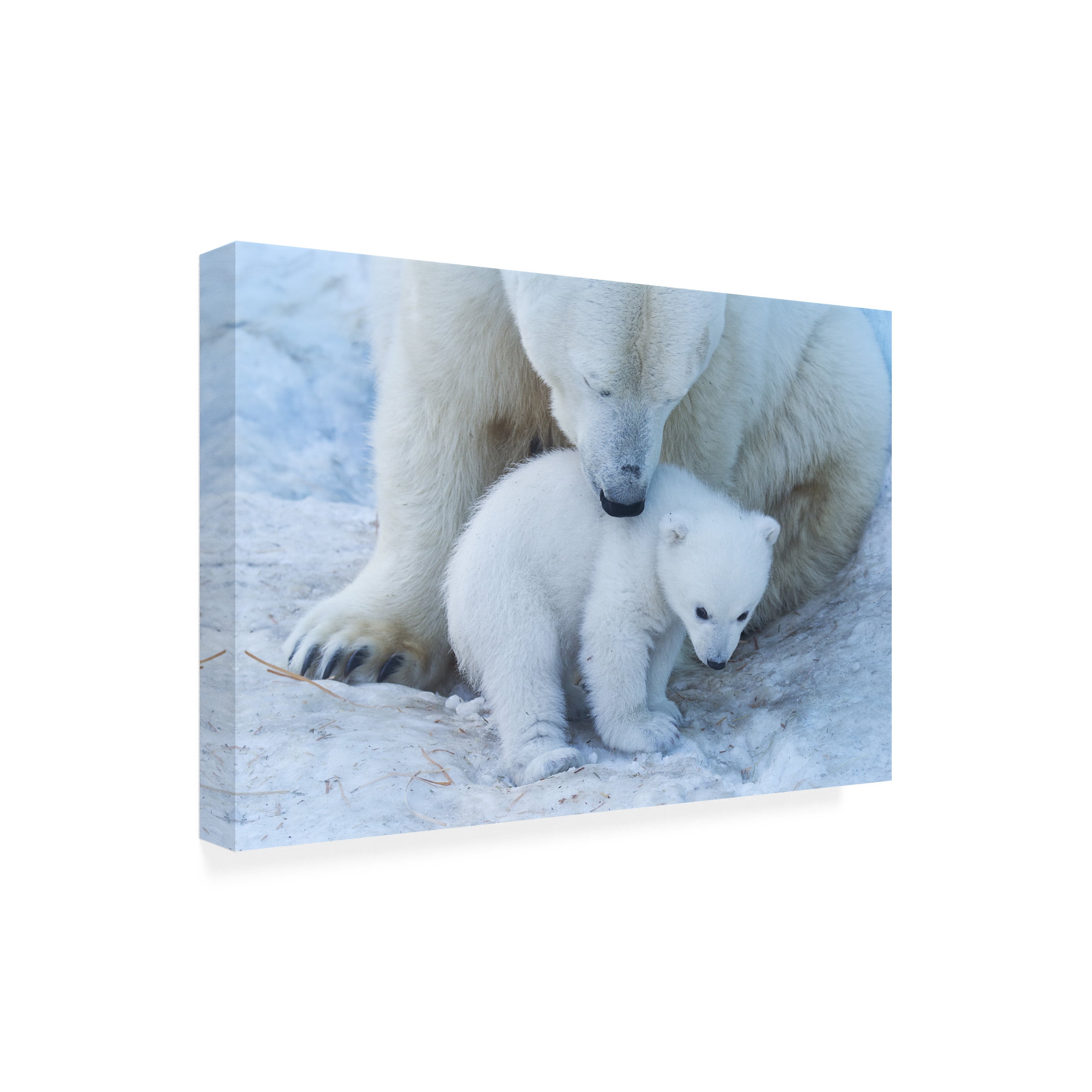 Anton Belovodchenko 'Polar Bear Portrait' Canvas Art